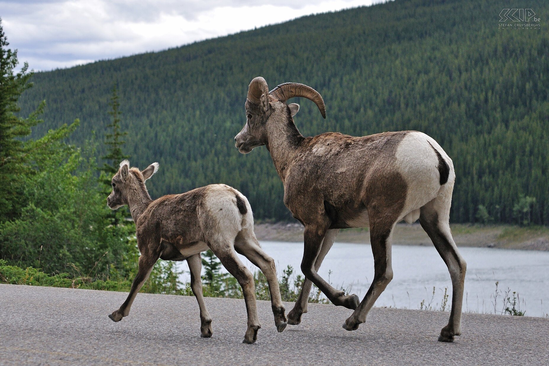 Jasper NP - Dikhoorn schapen Mannelijk dikhoorn schaap (Ovis canadensis) met jong Stefan Cruysberghs